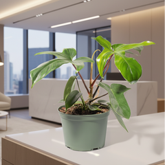 Philodendron 'Florida Ghost'