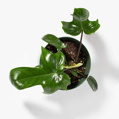 Philodendron 'Florida Ghost'