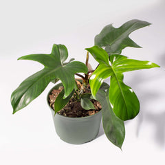 Philodendron 'Florida Ghost'