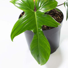 Philodendron 'Florida Ghost'