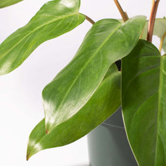 Philodendron 'Painted Lady'