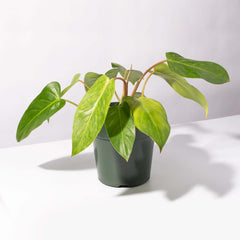 Philodendron 'Painted Lady'