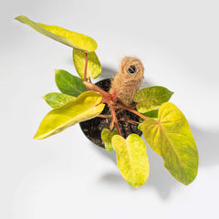 Philodendron 'Painted Lady'