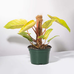 Philodendron 'Painted Lady'