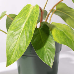 Philodendron 'Painted Lady'