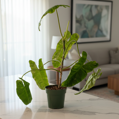 Philodendron Paraiso Verde