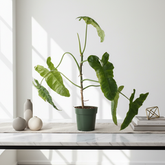 Philodendron Paraiso Verde