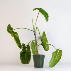 Philodendron Paraiso Verde