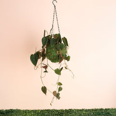 Velvet Leaf Philodendron Micans Vining Plant