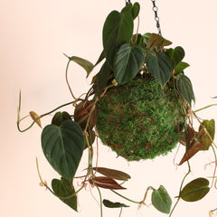 Velvet Leaf Philodendron Micans Vining Plant