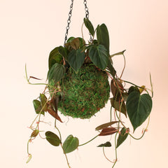 Velvet Leaf Philodendron Micans Vining Plant