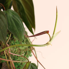 Velvet Leaf Philodendron Micans Vining Plant