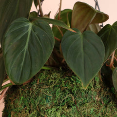 Velvet Leaf Philodendron Micans Vining Plant