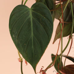 Velvet Leaf Philodendron Micans Vining Plant