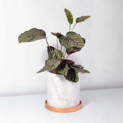 Calathea Pink Pinstripe Ornata Prayer Plant