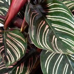 Calathea Pink Pinstripe Ornata Prayer Plant