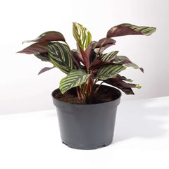 Calathea Pink Pinstripe Ornata Prayer Plant