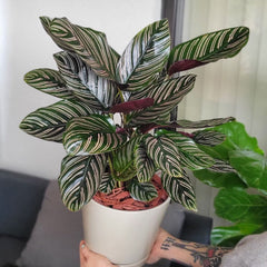 Calathea Pink Pinstripe Ornata Prayer Plant