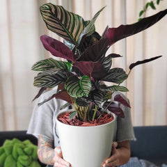 Calathea Pink Pinstripe Ornata Prayer Plant