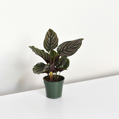 Calathea Pink Pinstripe Ornata Prayer Plant