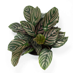 Calathea Pink Pinstripe Ornata Prayer Plant