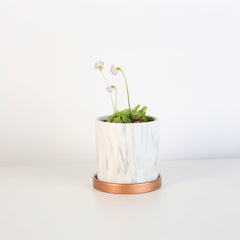 Pinguicula Butterwort