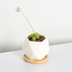 Pinguicula Butterwort