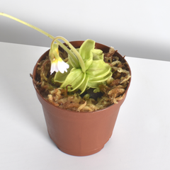Pinguicula Butterwort