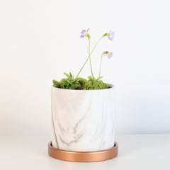 Pinguicula Butterwort