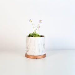 Pinguicula Butterwort