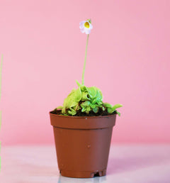 Pinguicula Butterwort