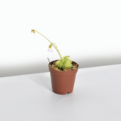 Pinguicula Butterwort