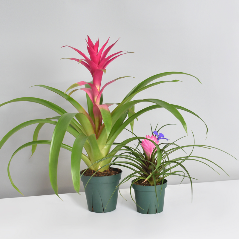 Pink Houseplant Bundle - Guzmania 'Viola' & Tillsandsia 'Cyanea'