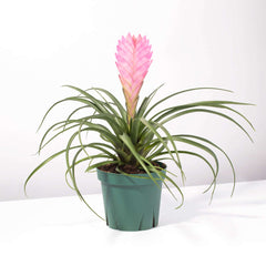Pink Quill - Tillandsia 'Cyanea'
