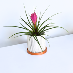 Pink Quill - Tillandsia 'Cyanea'