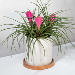 Pink Quill - Tillandsia 'Cyanea'