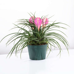 Pink Quill - Tillandsia 'Cyanea'
