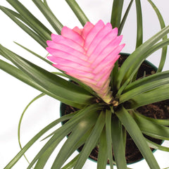 Pink Quill - Tillandsia 'Cyanea'