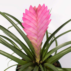 Pink Quill - Tillandsia 'Cyanea'