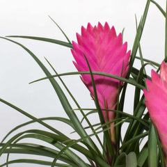 Pink Quill - Tillandsia 'Cyanea'