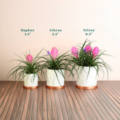 Pink Quill - Tillandsia 'Cyanea'