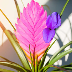 Pink Quill - Tillandsia 'Cyanea'