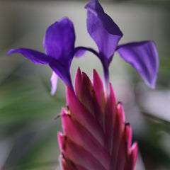 Pink Quill - Tillandsia 'Cyanea'