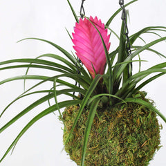 Pink Quill - Tillandsia 'Cyanea'