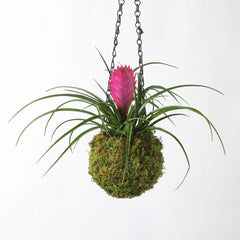 Pink Quill - Tillandsia 'Cyanea'