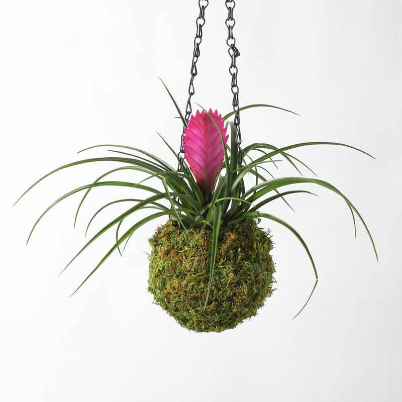 Pink Quill - Tillandsia 'Cyanea'