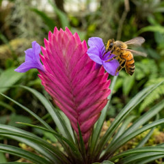 Pink Quill - Tillandsia 'Cyanea'