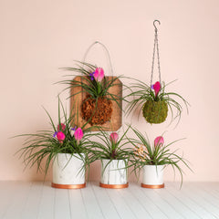 Pink Quill - Tillandsia 'Cyanea'
