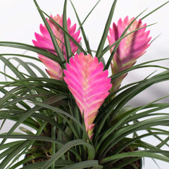Pink Quill - Tillandsia 'Cyanea'