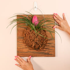 Pink Quill - Tillandsia 'Cyanea'